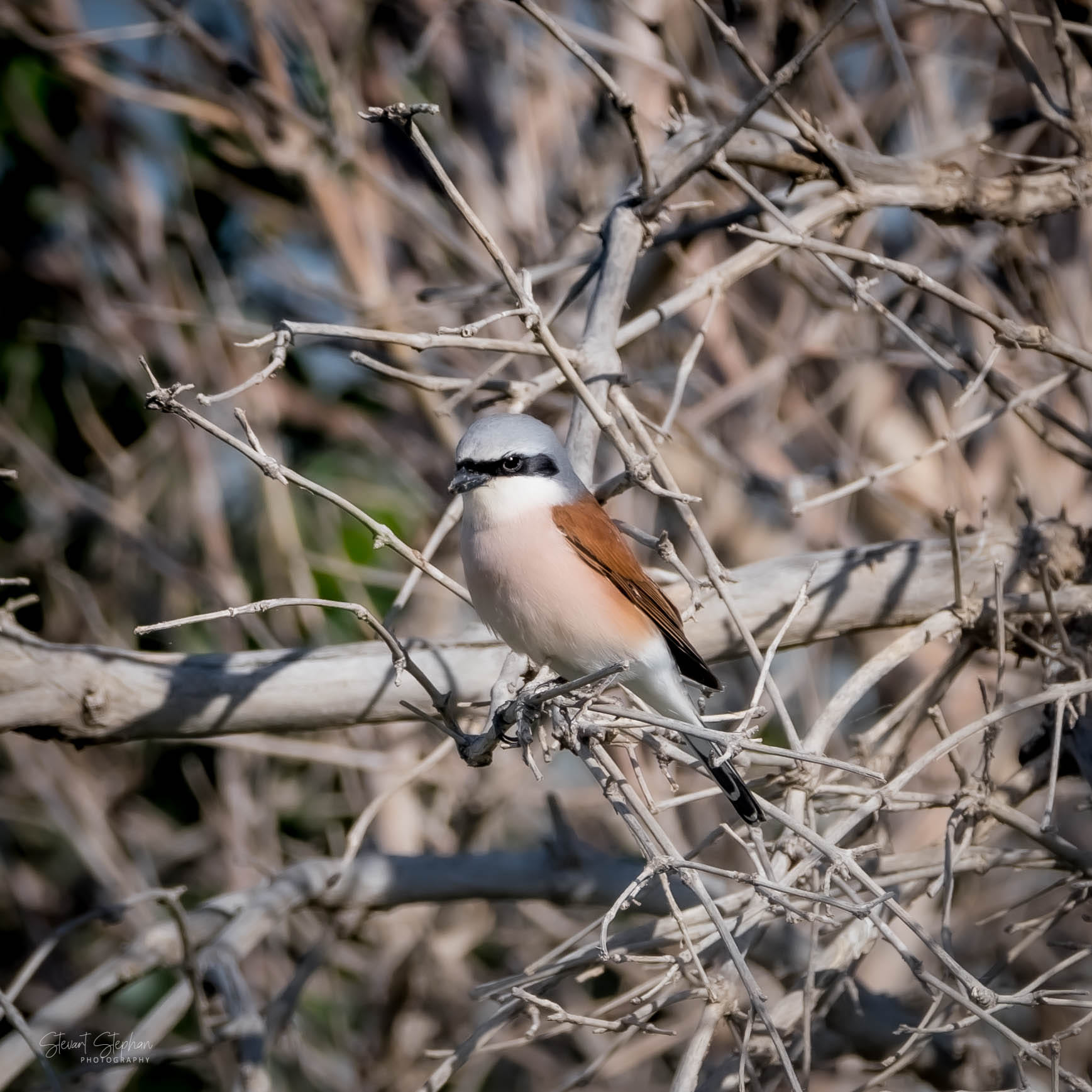 Red-backed Shrike bird